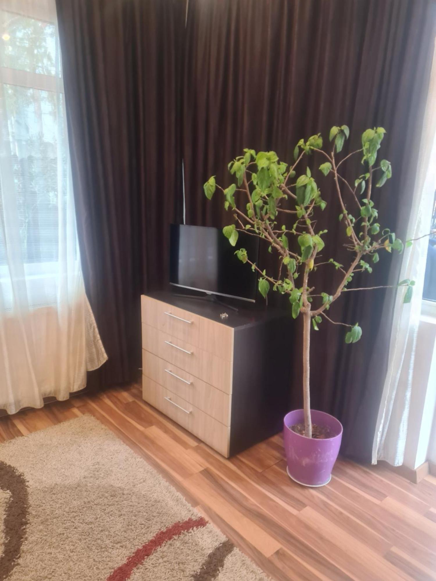 Pensiunea Corina Boutique Craiova Exterior photo